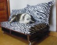 /album/otros/sofa-realizado-con-palets-y-tablas-de-skateboard3-jpg/